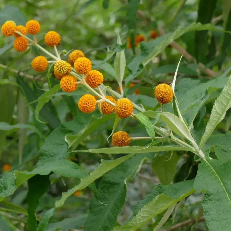 1.000 Semillas Hierba Medicinal Matico Buddleja Globosa