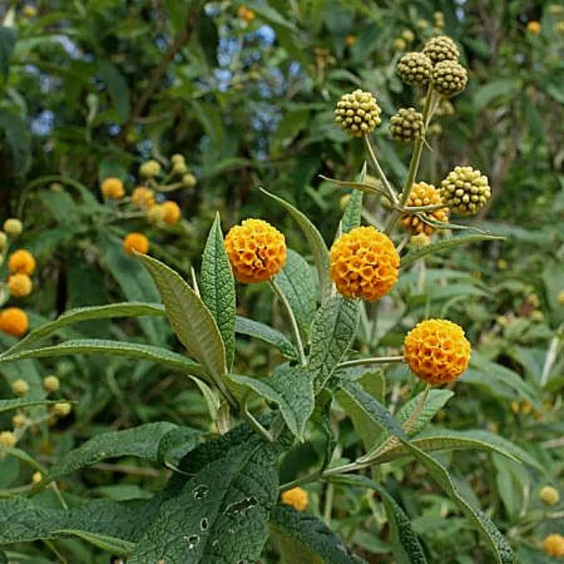 Alternative view of 1.000 Semillas Hierba Medicinal Matico  Buddleja Globosa