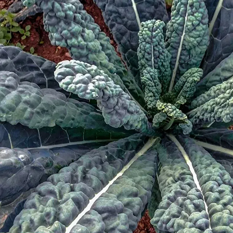 Alternative view of 1.000 Semillas Hortaliza Col Rizada, Kale Negro De Toscana