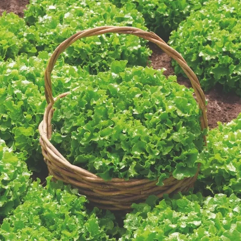 1000 Semillas De Hortaliza Lechuga Variedad  Salad Bowl