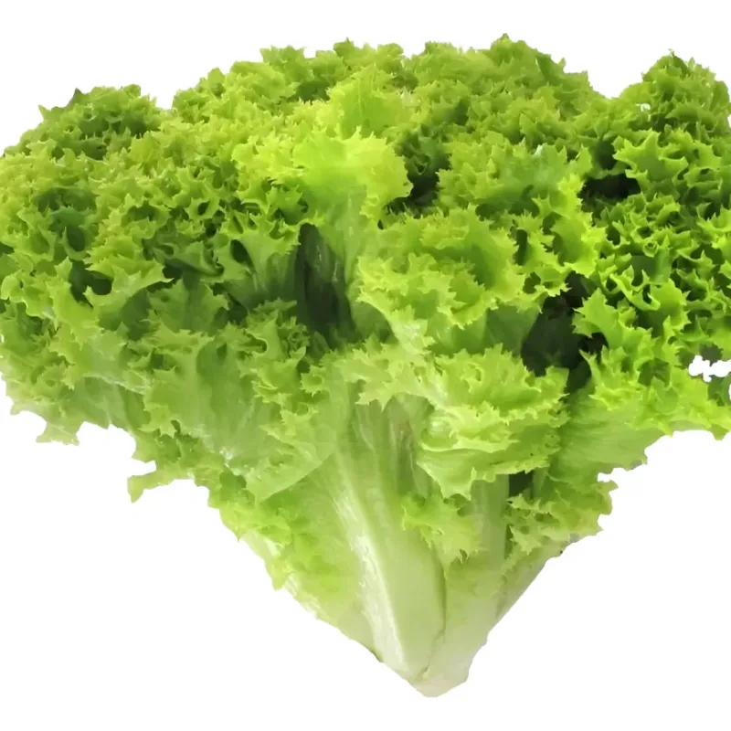 1000 Semillas Hortaliza Lechuga Lollo Bionda