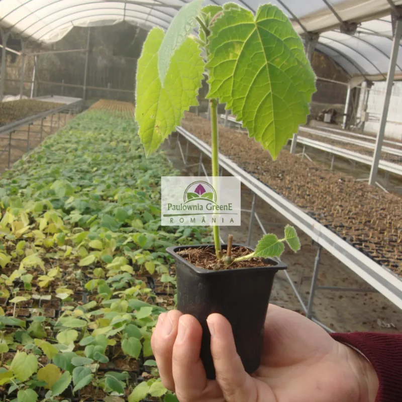 Alternative view of 4.000 Semillas De Arbol Kiri Paulownia Tomentosa