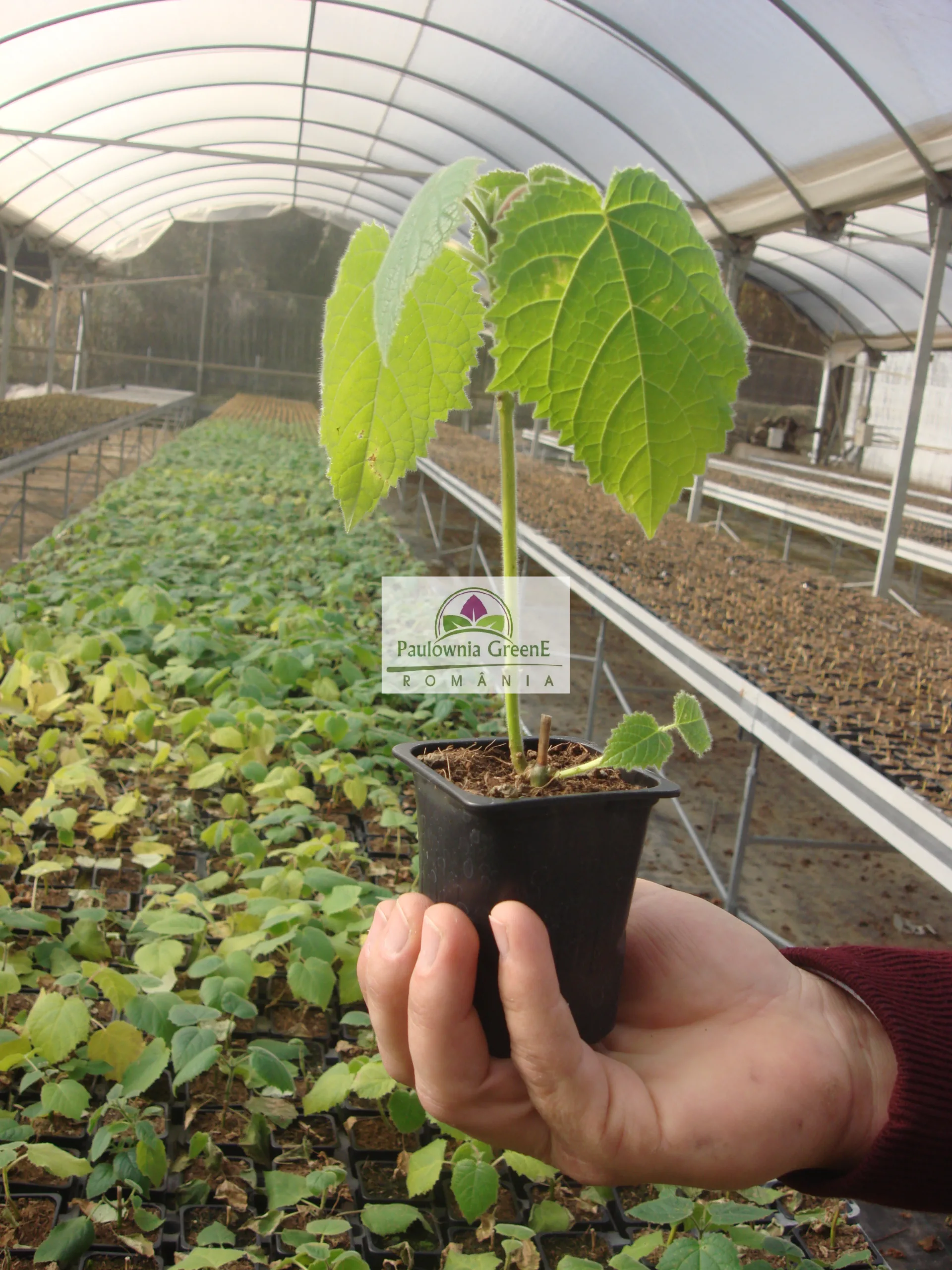 500 Semillas De Arbol Kiri Paulownia Tomentosa - Imagen 6
