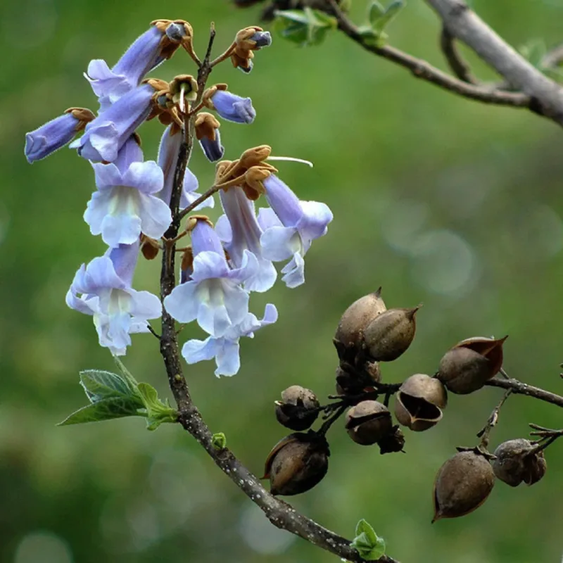 4.000 Semillas De Arbol Kiri Paulownia Tomentosa
