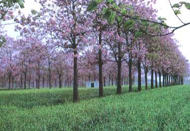 1.000 Semillas De Arbol Kiri Paulownia Tomentosa