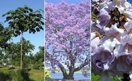 Alternative view of 500 Semillas De Arbol Kiri Paulownia Tomentosa