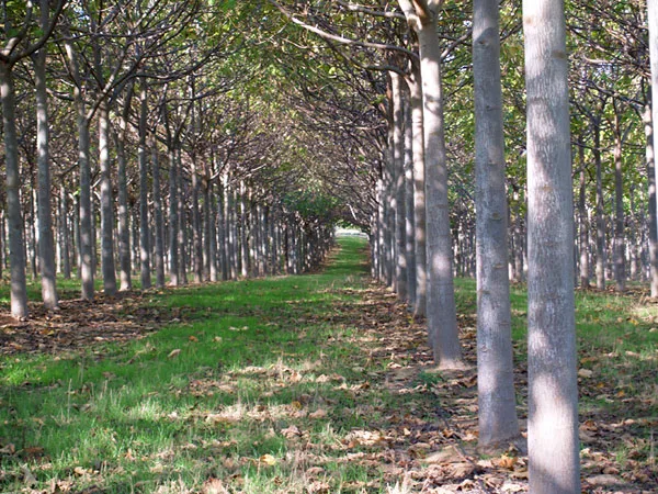 Alternative view of 1.000 Semillas De Arbol Kiri Paulownia Tomentosa