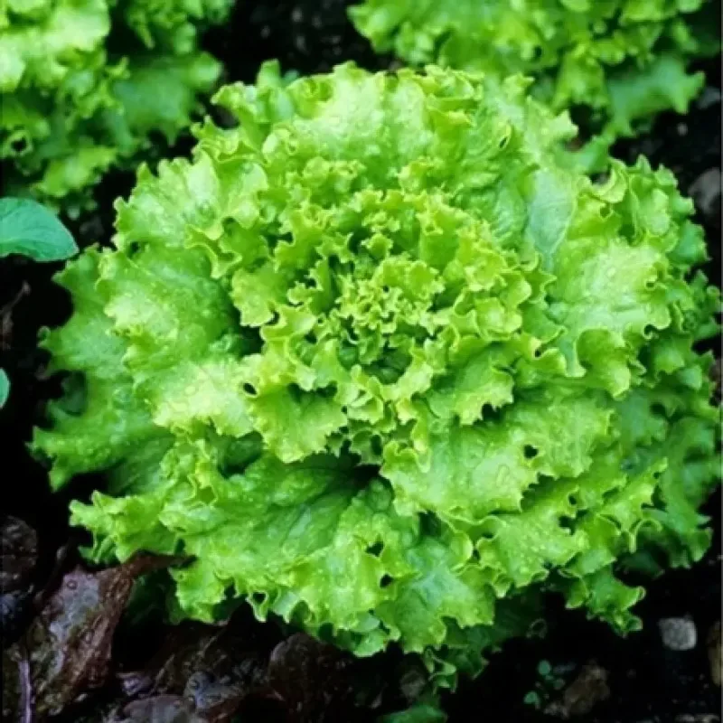 1000 Semillas Hortlizas Lechuga Grand Rapids