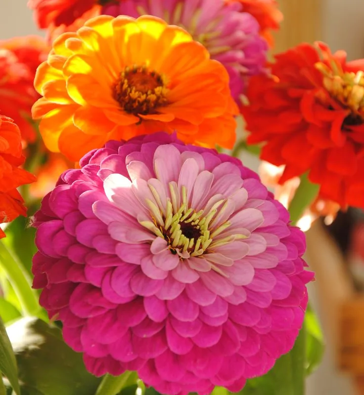 Flores Zinnia Pompon O Rosa Mistica Semillas Mix Colores