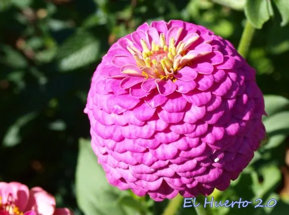Alternative view of Flores Zinnia Pompon  O Rosa Mistica Semillas Mix Colores