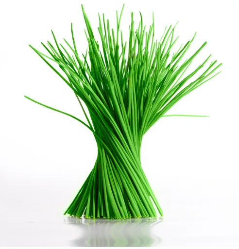 Semilla De Ciboulette (Allium schoenoprasum)