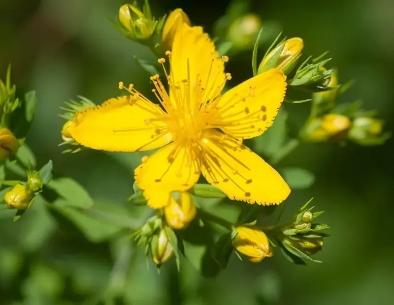 Semilla De Hierba Medicinal De San Juan Hipericum Perforatum
