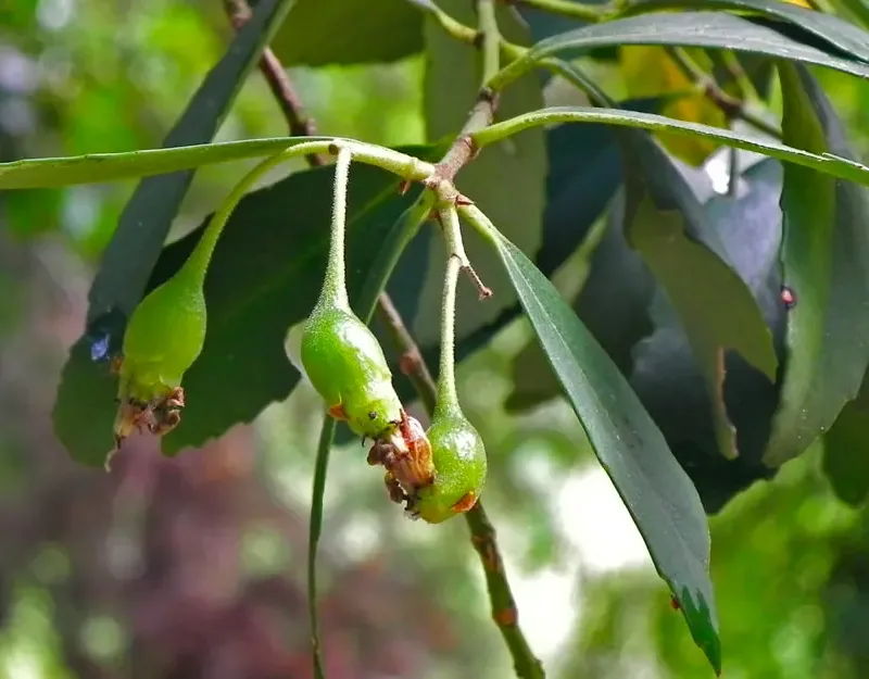 Semillas Arbol Nativo Laurel Laurelia Sempervirens