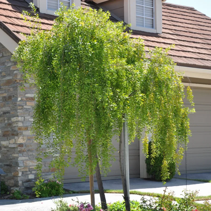 Semillas Arbol Nativo Maiten Maytenus Boaria - Imagen 4