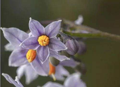 Alternative view of Semillas Arbusto Nativo Natre Medicinal Solanum Crispum