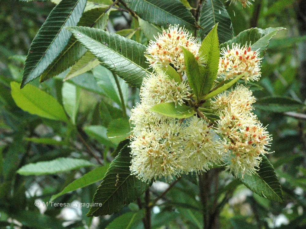 Semillas De Arbol Nativo Triaca Tiaca Caldcluvia Paniculata, - Imagen 3