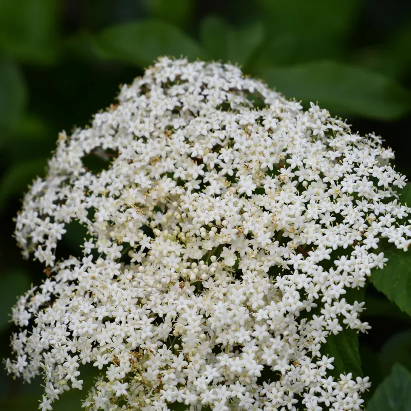 Semillas De Arbusto Sauco Sambucus Nigra - Imagen 3