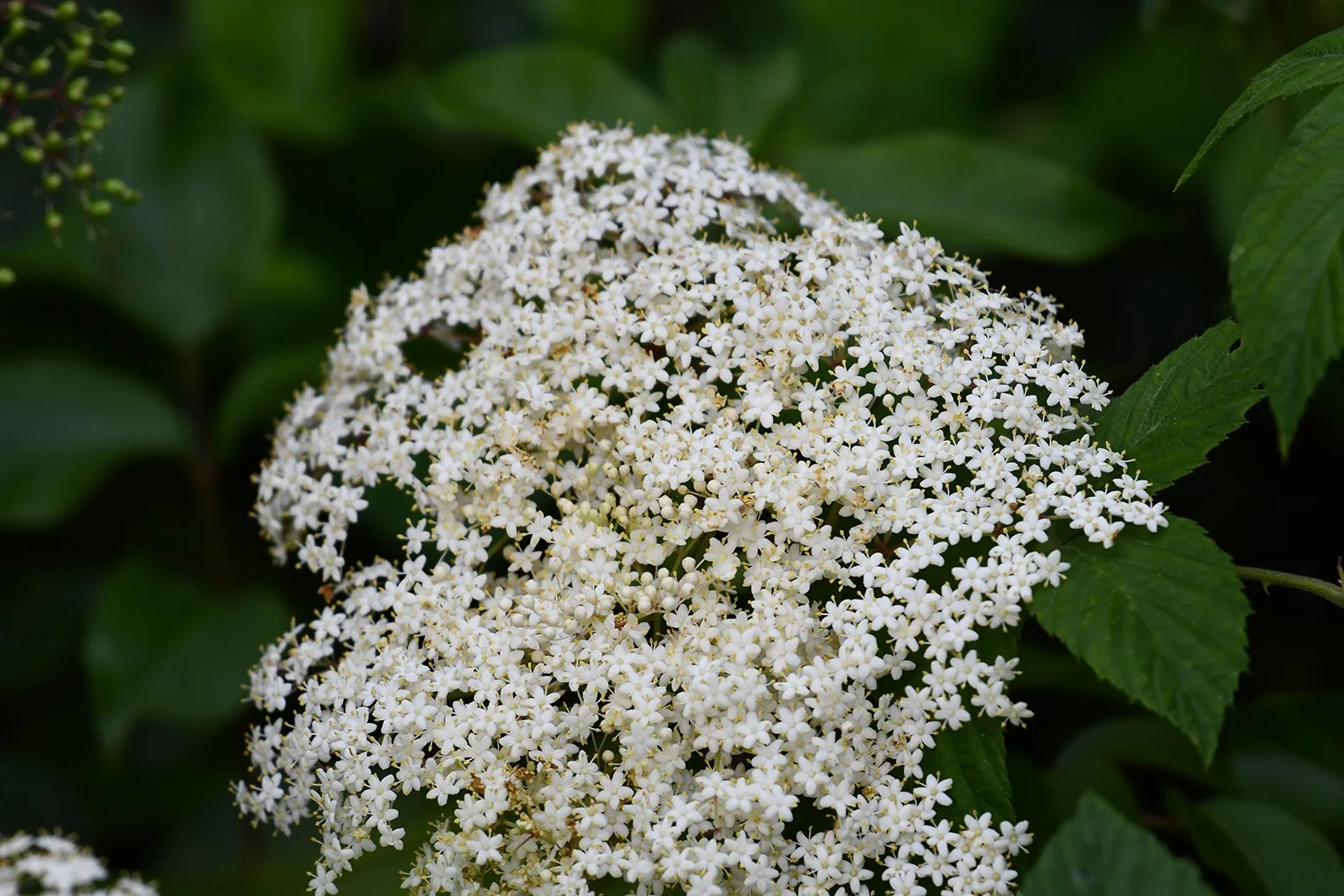 Semillas De Arbusto Sauco Sambucus Nigra - Imagen 3