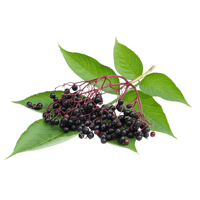 Semillas De Arbusto Sauco Sambucus Nigra