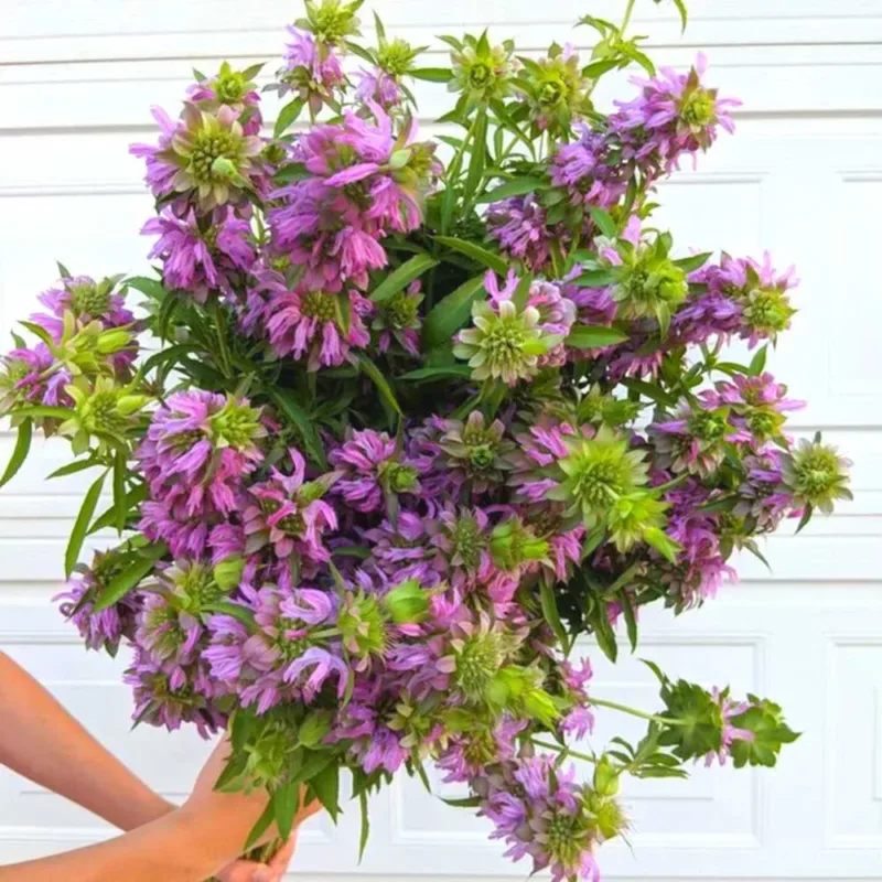 Semillas De Bergamota Monarda Citriodora, Hierba Limon
