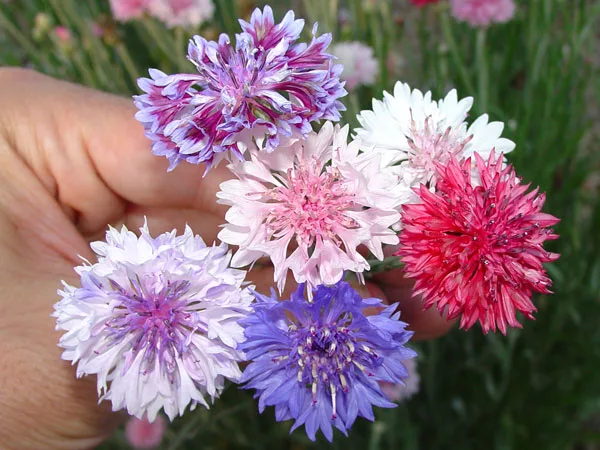 Semillas De Centaurea Utilizadas En Flores De Bach