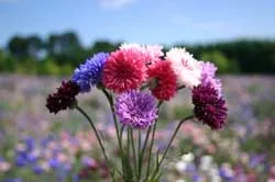 Semillas De Centaurea Utilizadas En Flores De Bach - Imagen 4