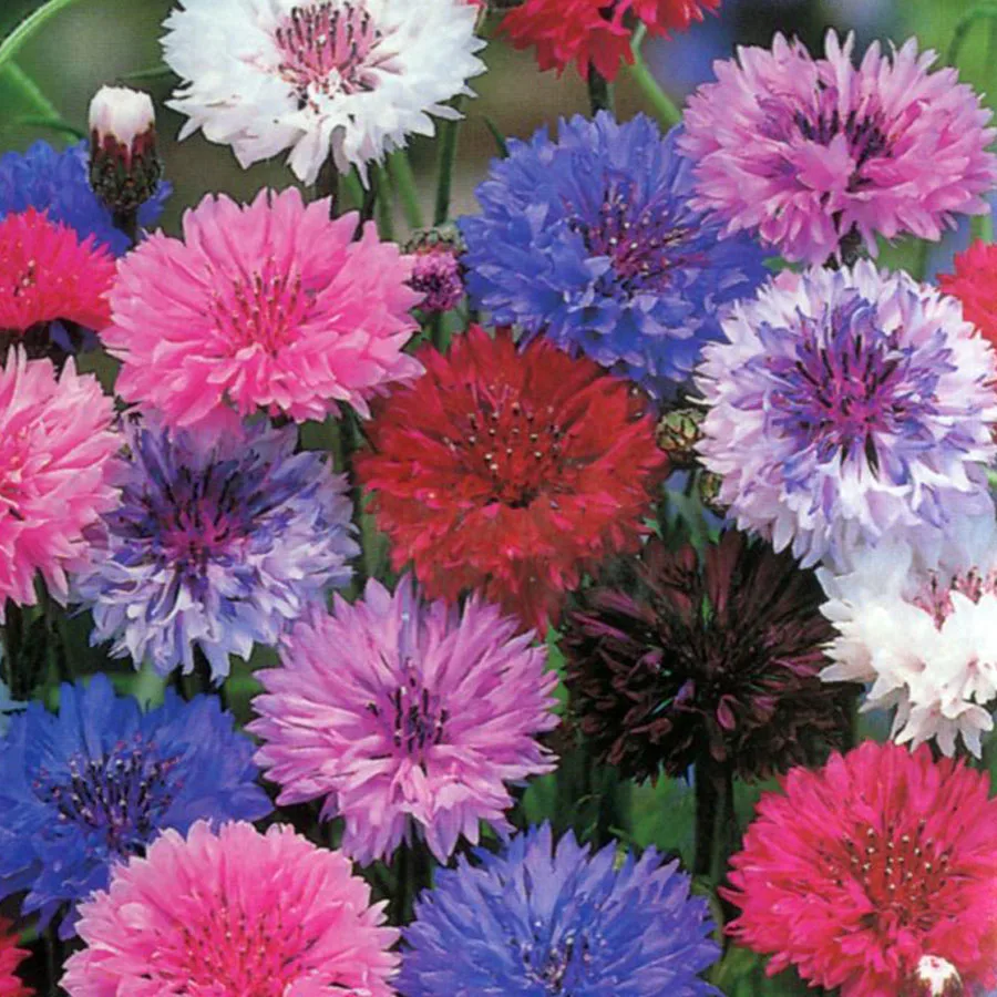 Semillas De Centaurea Utilizadas En Flores De Bach - Imagen 5