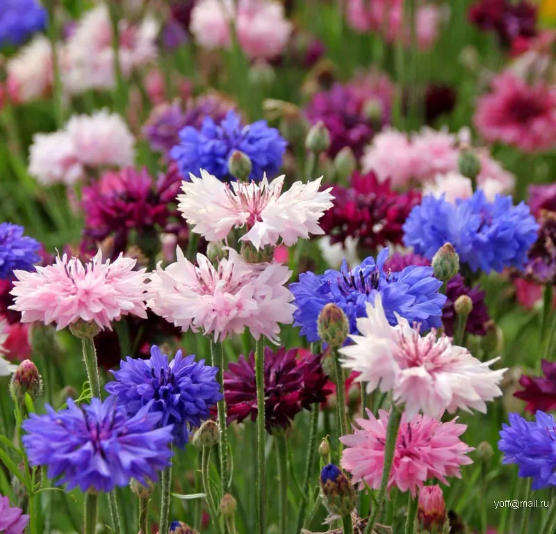 Semillas De Centaurea Utilizadas En Flores De Bach - Imagen 6