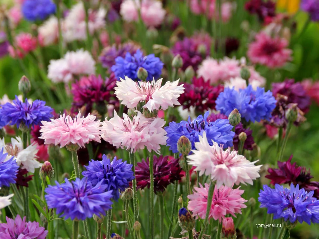 Semillas De Centaurea Utilizadas En Flores De Bach - Imagen 6