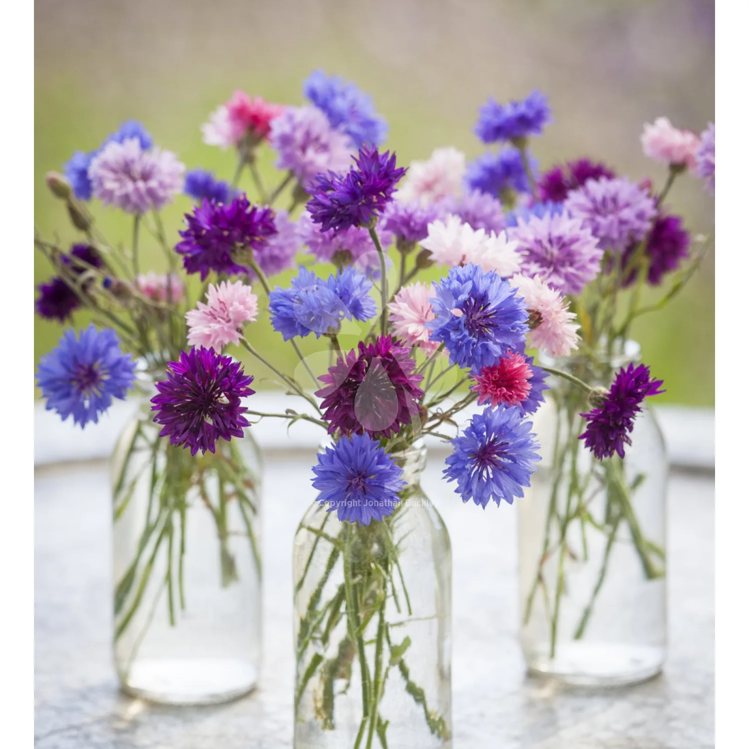 Semillas De Centaurea Utilizadas En Flores De Bach - Imagen 2