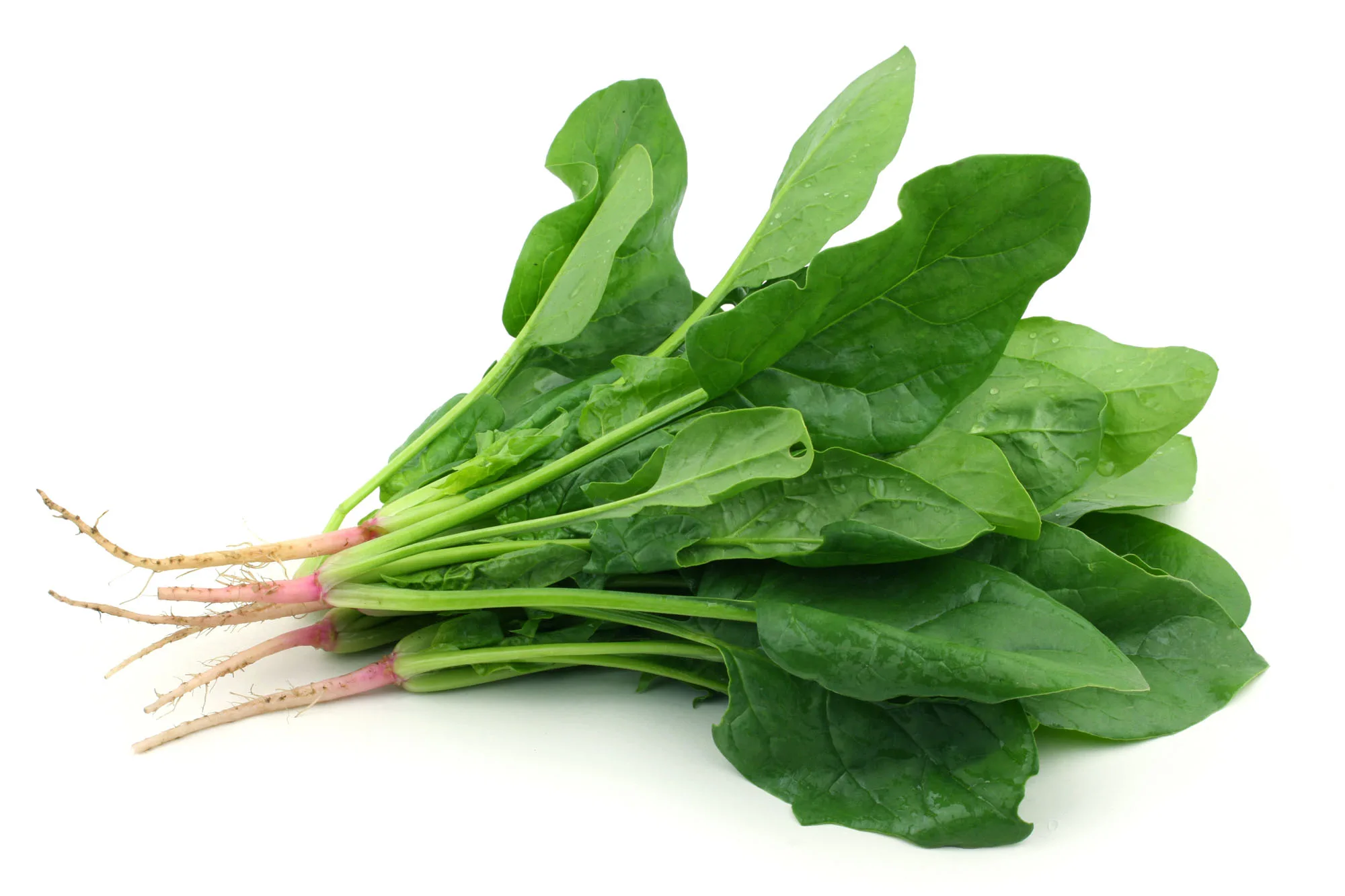 Semillas De Espinaca Propiedades Nutricionales - Imagen 3
