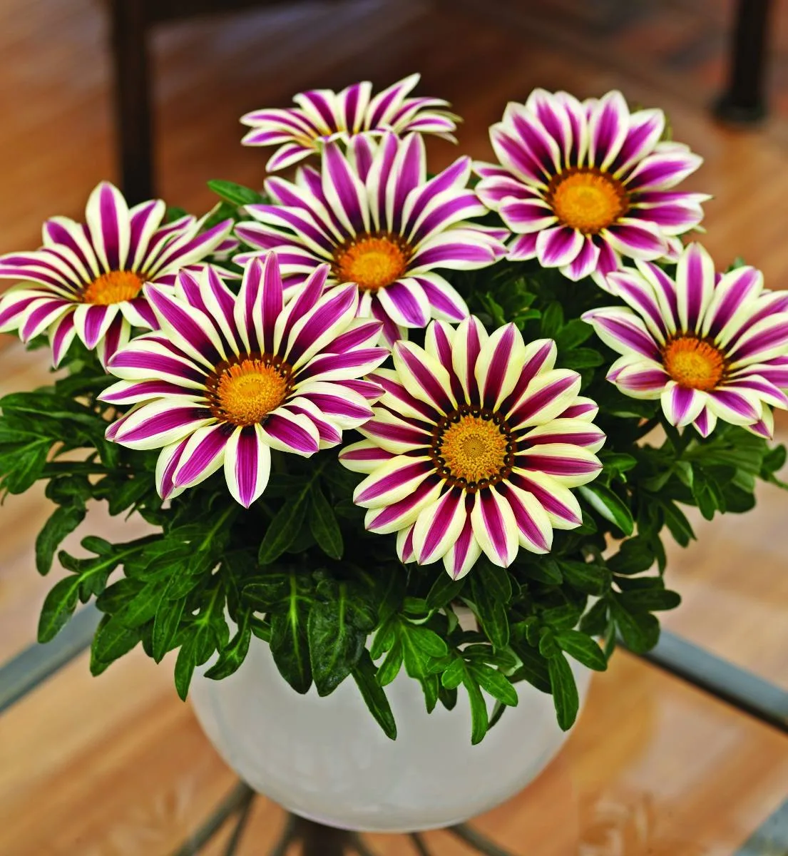 Semillas De Flor Gazania Mix De Colores - Imagen 2