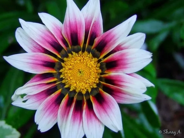 Semillas De Flor Gazania Mix De Colores - Imagen 3