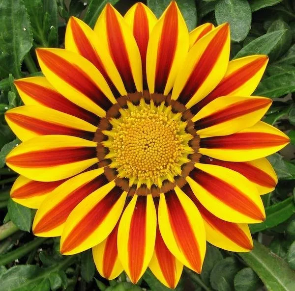 Semillas De Flor Gazania Mix De Colores - Imagen 4