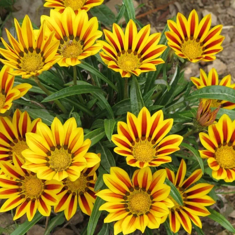 Semillas De Flor Gazania Mix De Colores - Imagen 5