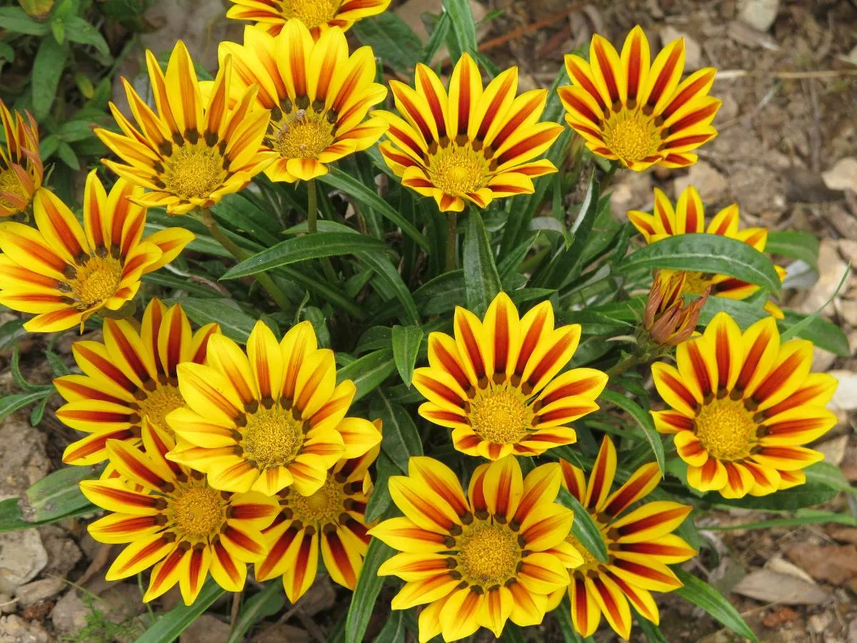 Semillas De Flor Gazania Mix De Colores - Imagen 5
