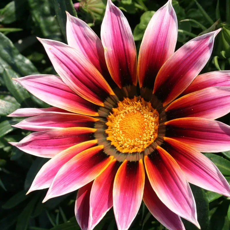 Semillas De Flor Gazania Mix De Colores - Imagen 6