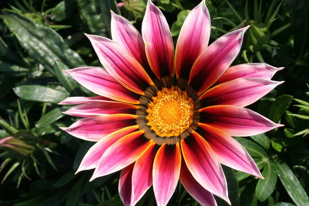 Semillas De Flor Gazania Mix De Colores - Imagen 6