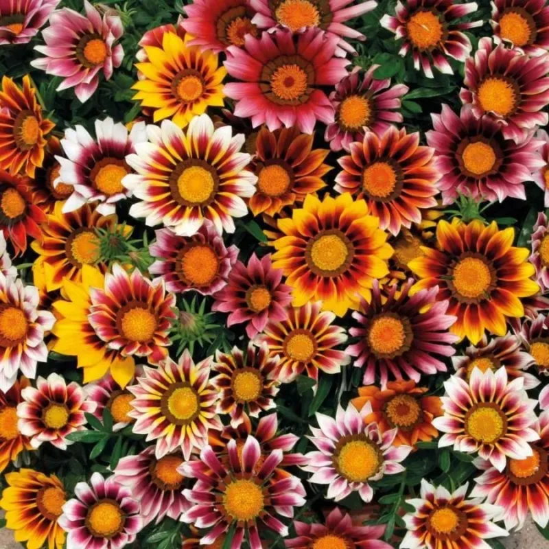 Semillas De Flor Gazania Mix De Colores