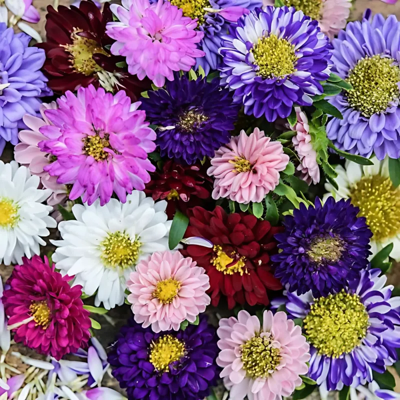 Semillas De Flor Reina Luisa Matsumoto Mix Colores