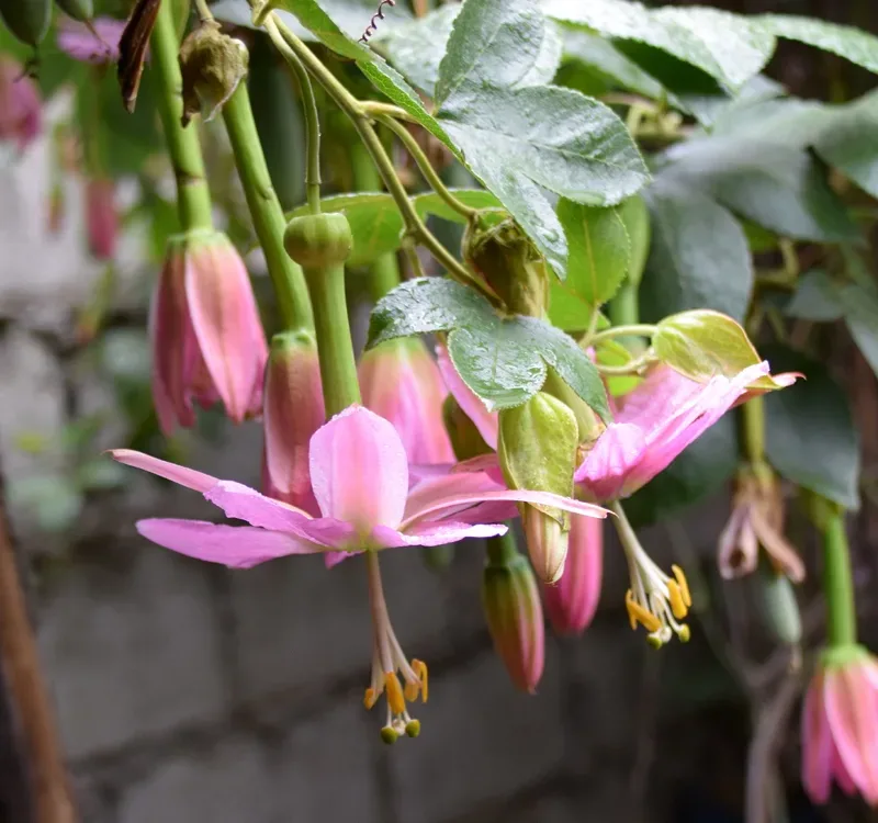 Semillas De Fruta Tumbo Curuba Passiflora Tarminiana - Imagen 3