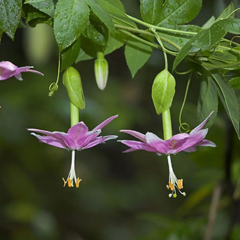 Semillas De Fruta Tumbo Curuba Passiflora Tarminiana - Imagen 4