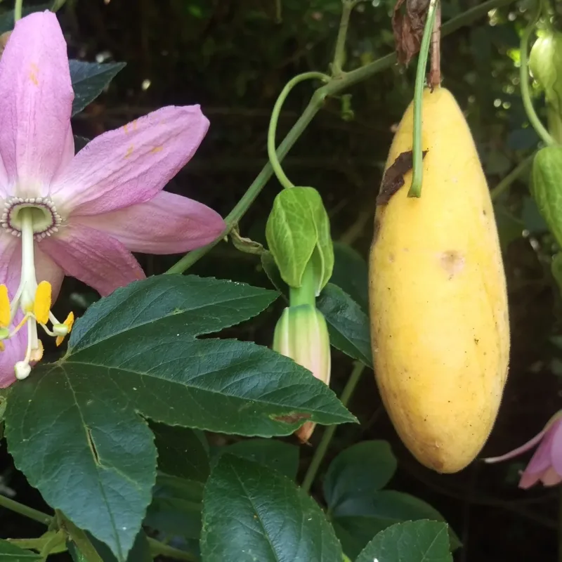 Alternative view of Semillas De Fruta Tumbo Curuba Passiflora Tarminiana