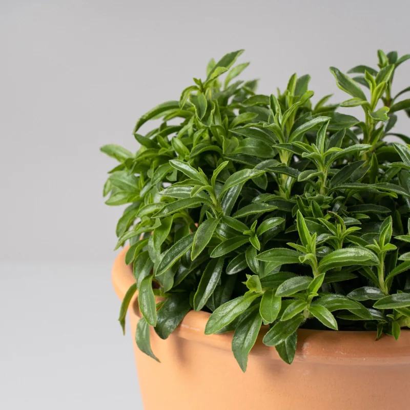 Semillas De Hierba Aromatica Ajedrea Satureja Montana - Imagen 3
