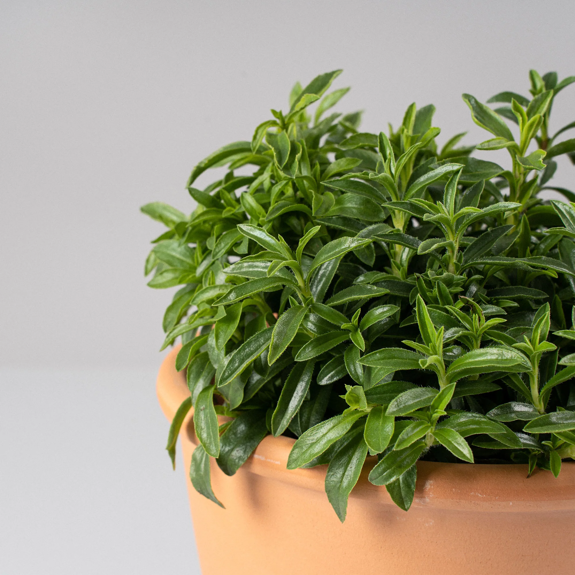 Semillas De Hierba Aromatica Ajedrea Satureja Montana - Imagen 3