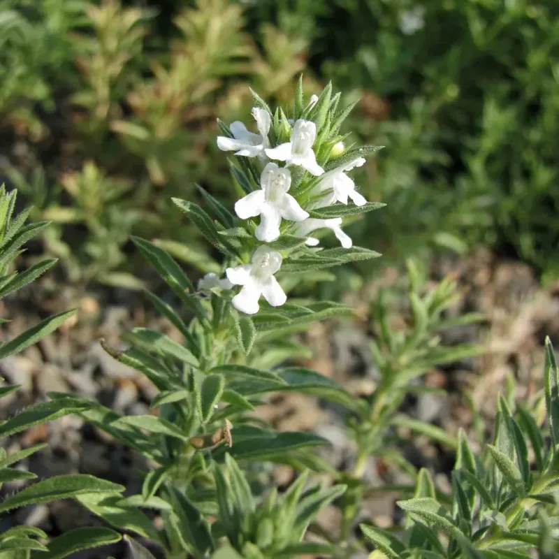 Semillas De Hierba Aromatica Ajedrea Satureja Montana - Imagen 5