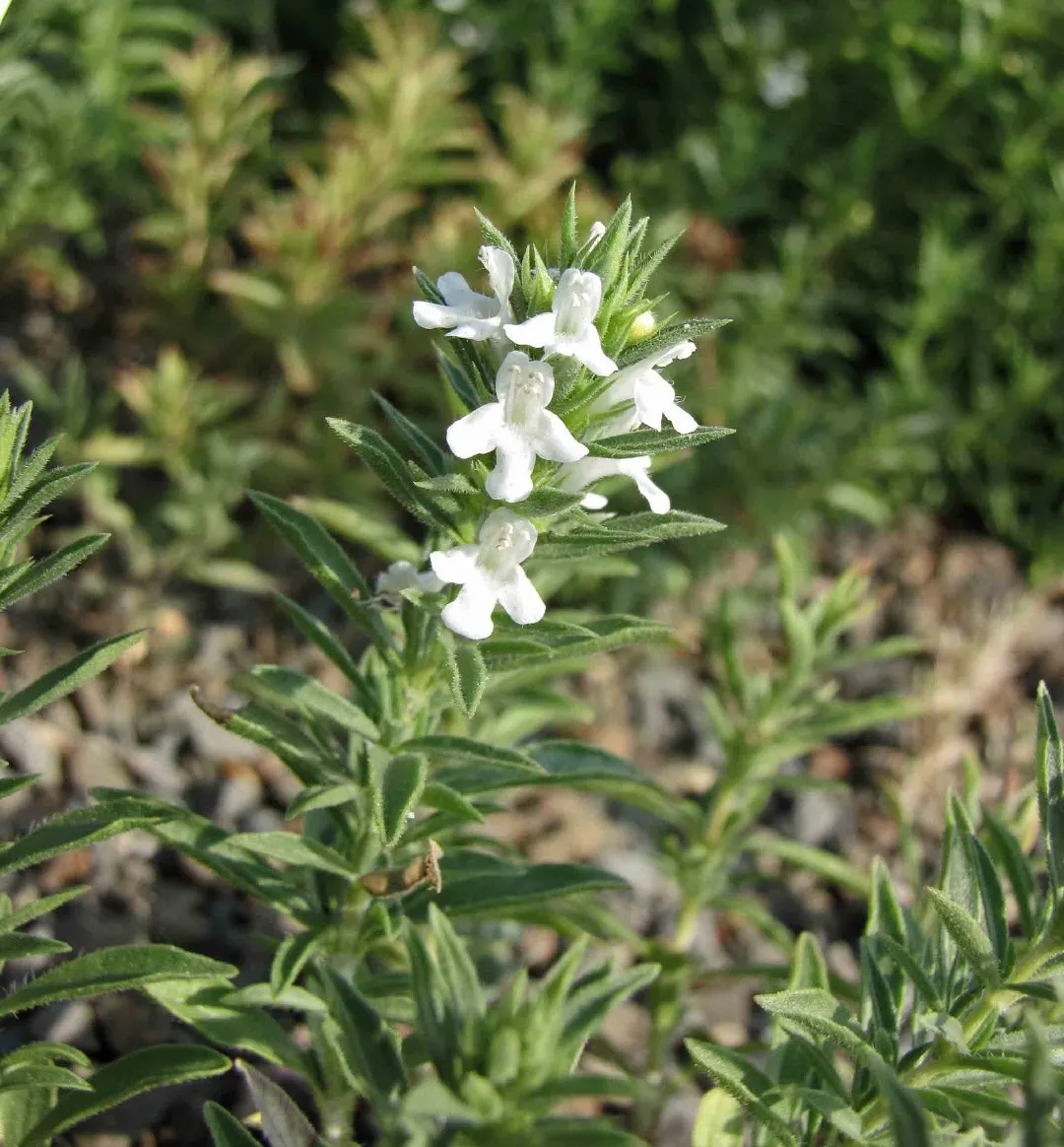 Semillas De Hierba Aromatica Ajedrea Satureja Montana - Imagen 5