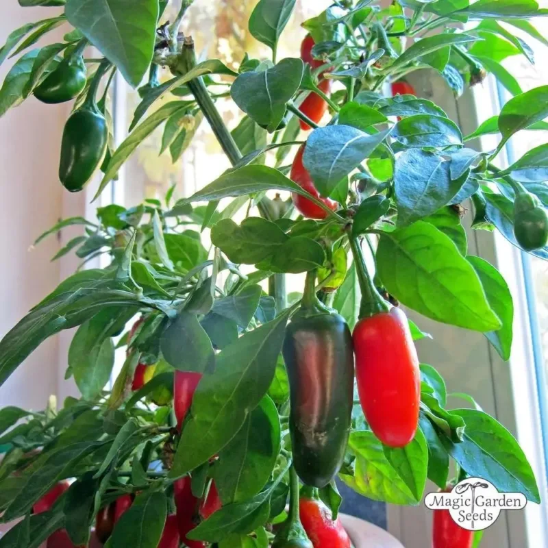 Alternative view of Semillas De Hortaliza Aji Jalapeño Rojo