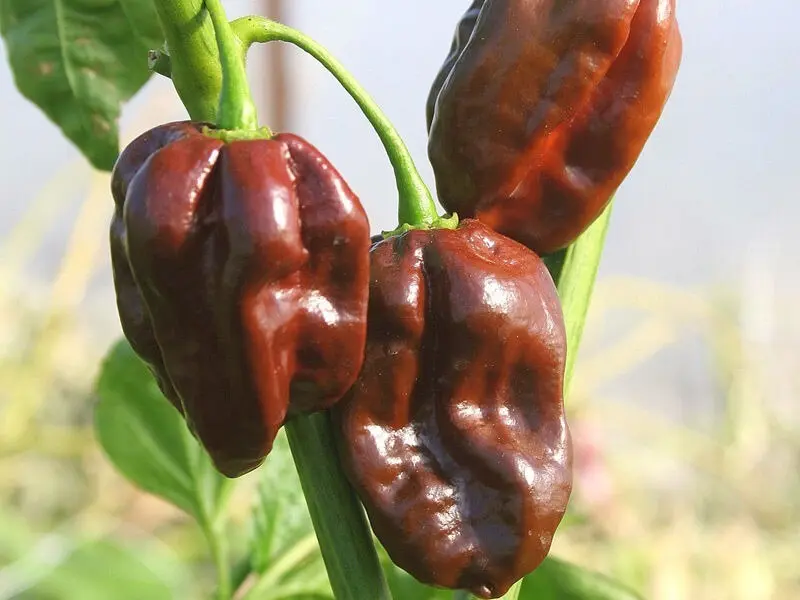 Semillas De Hortaliza Aji Picante Habanero Chocolate F1