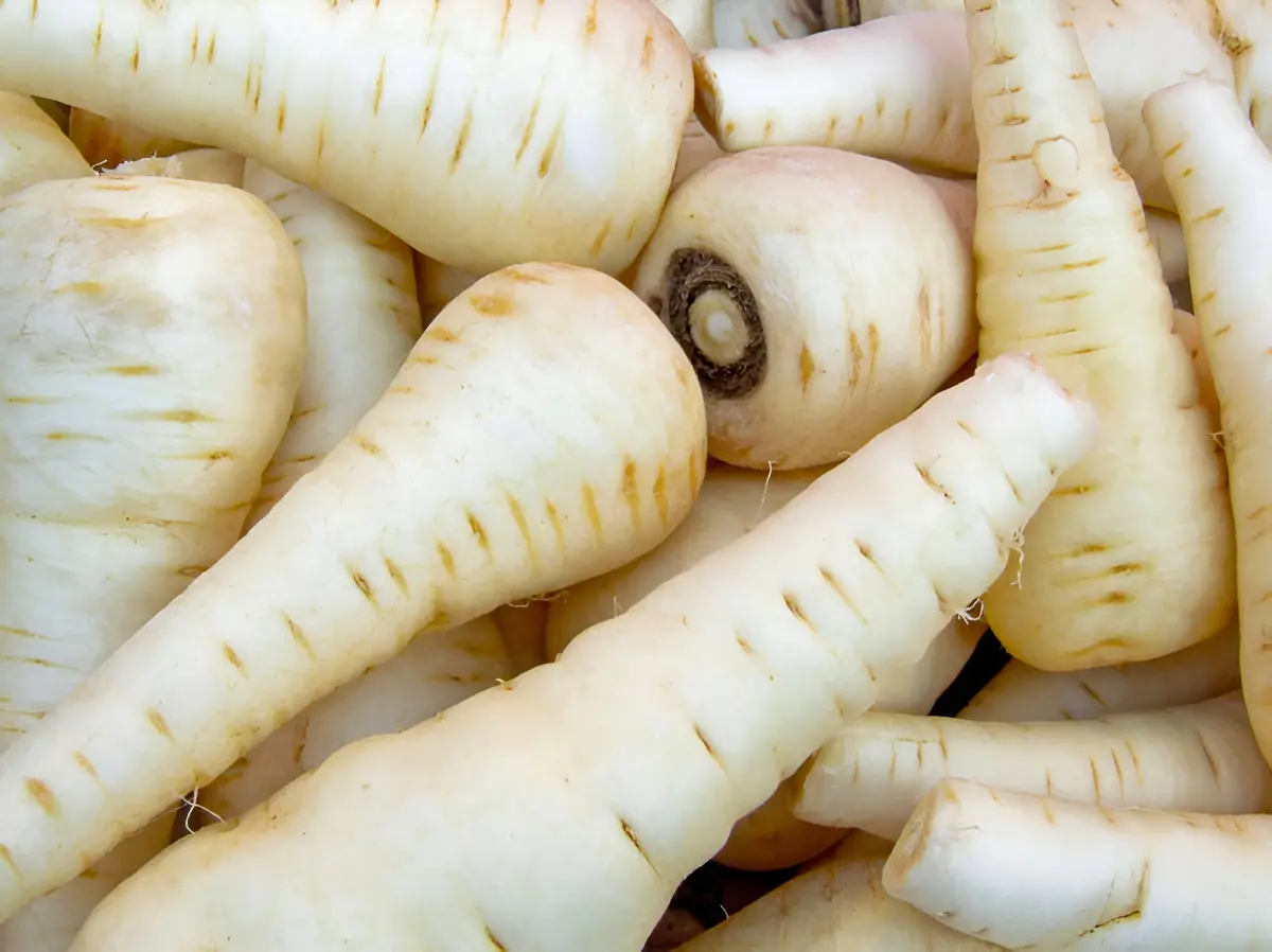 Semillas De Hortaliza Chirivia Pastinaca Zanahoria Blanca